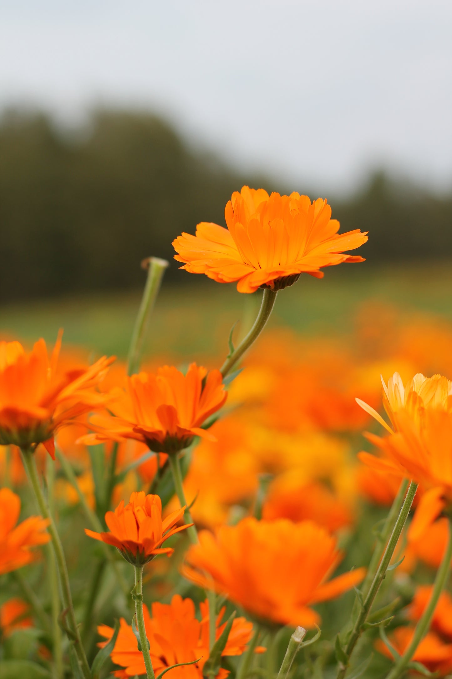 Calendula flower tea