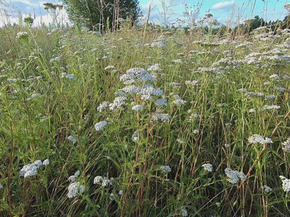 Pelašķu ziedu tēja