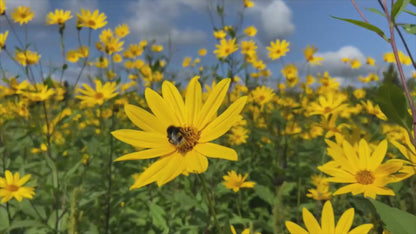 Topinambūru ziedu tēja