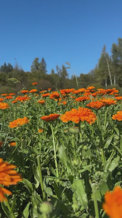 Kliņģerīšus ziedu tēja